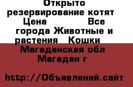 Открыто резервирование котят › Цена ­ 15 000 - Все города Животные и растения » Кошки   . Магаданская обл.,Магадан г.